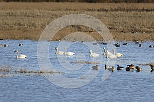 Arctic Tundra Swans, Cackling Geese and Ducks Wintering in the Mid-Willamette Valley, Marion County, Oregon