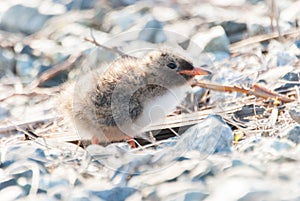 Arctic Turn Chick