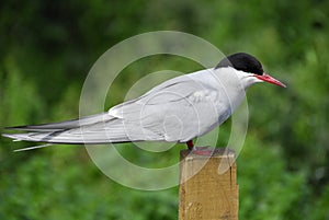 Arctic Turn perched on a post