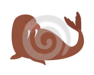 Arctic walrus animal
