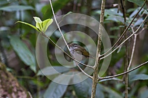 Arctic warbler on the branch photo