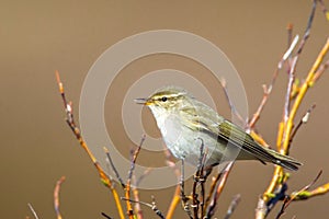 Arctic Warbler