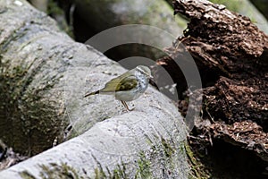 Arctic warbler on the log photo