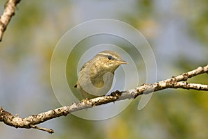 Arctic warbler (Phylloscopus borealis)