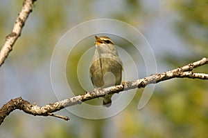 Arctic warbler (Phylloscopus borealis)