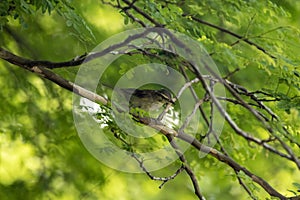 Arctic warbler, Phylloscopus borealis, in a tree