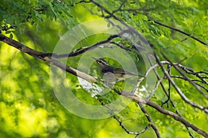 Arctic warbler, Phylloscopus borealis, in a tree