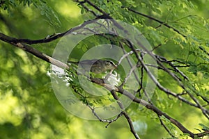 Arctic warbler, Phylloscopus borealis, in a tree