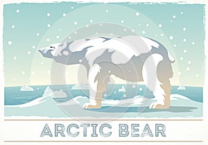 Arctic white bear