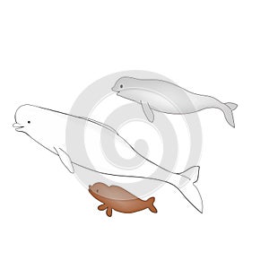 Arctic white whale beluga whale with babies. Vector image.