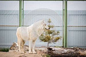 Arctic White Wolf Canis lupus arctos aka Polar Wolf or White Wolf