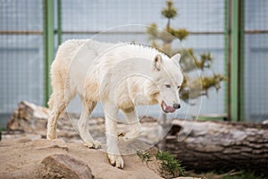 Arctic White Wolf Canis lupus arctos aka Polar Wolf or White Wolf