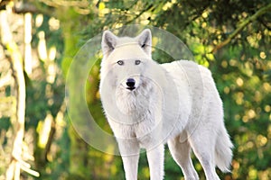Arctic White Wolf Canis lupus arctos aka Polar Wolf or White Wolf photo