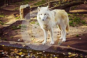 Arctic White Wolf Canis lupus arctos looking at the camera on a fall day