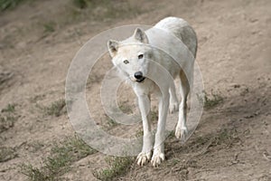 arctic white wolf looking at camera