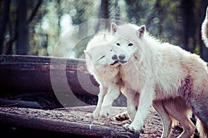 Arctic white wolf