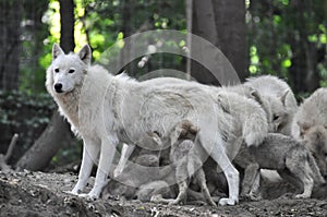 Arctic white wolf