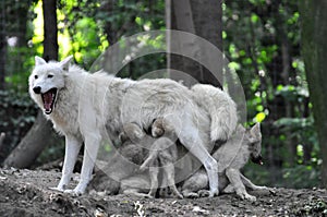 Arctic white wolf