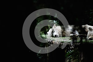 Arctic white wolf sleeping