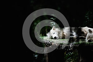 Arctic white wolf sleeping