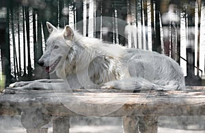 Arctic white wolf