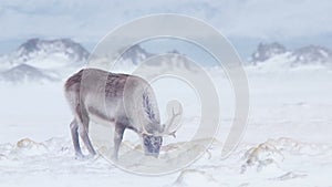 Arctic wildlife - reindeer in snow blizzard