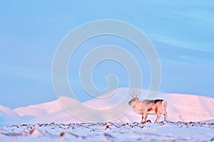Arctic wildlife. Wild Reindeer, Rangifer tarandus, with massive antlers in snow, Svalbard, Norway. Svalbard caribou, wildlife