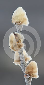 Arctic willow - Salix arctica