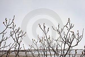 Arctic willow - Salix arctica