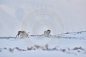 Arctic. Winter landscape with reindeer. Wild Reindeer, Rangifer tarandus, with massive antlers in snow, Svalbard, Norway. Svalbard