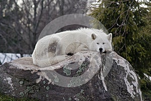 Arctic wolf