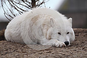 Arctic wolf