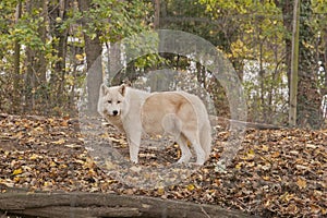 Arctic wolf