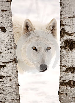 Arctic Wolf