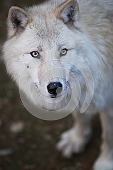 Arctic Wolf