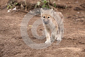 Arctic wolf