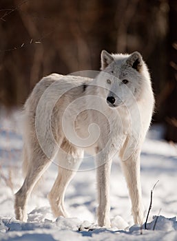 Arctic Wolf