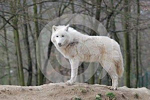 Arctic Wolf