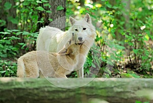 Arctic wolf