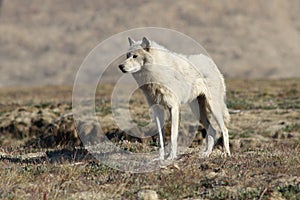 Arctic Wolf