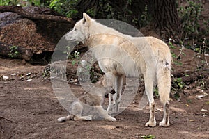 Arctic wolf