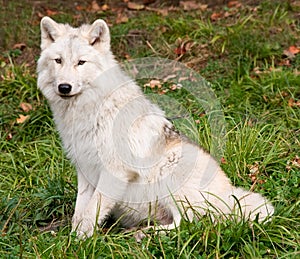 Arctic Wolf