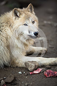 Arctic Wolf