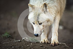 Arctic Wolf