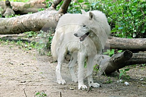 The Arctic Wolf