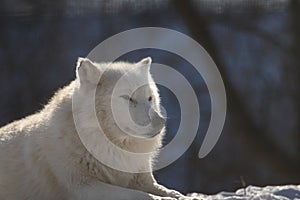 Arctic wolf