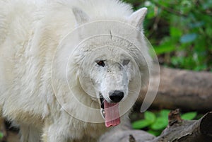 The Arctic wolf
