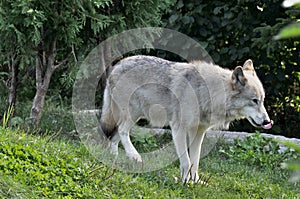 The Arctic Wolf,