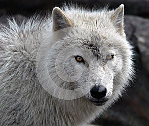 Arctic Wolf photo