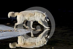 Arctic Wolf